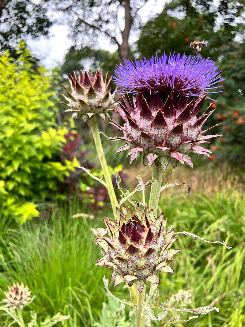 Cardoon