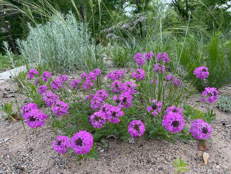Verbena