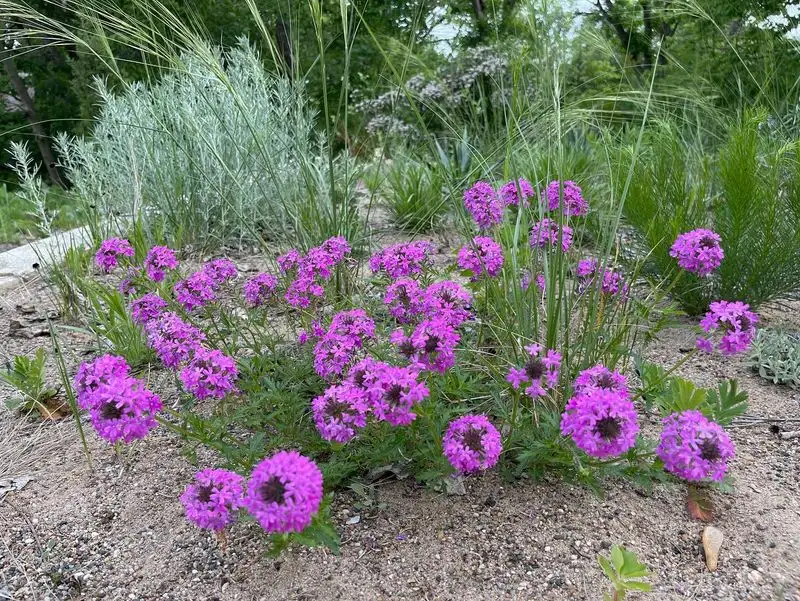 Verbena