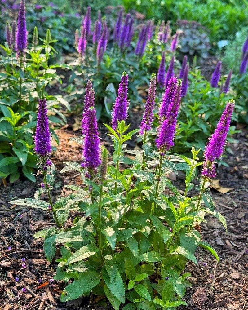Veronica (Speedwell)