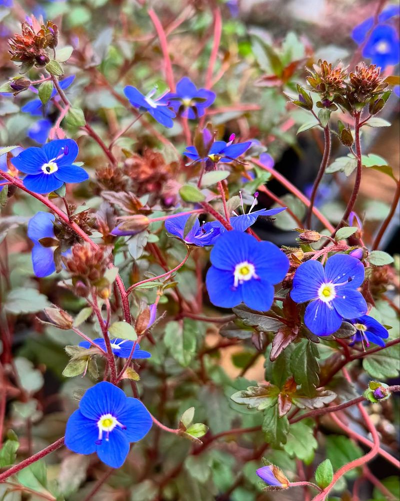 Veronica 'Georgia Blue'