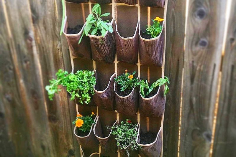 Vertical Garden from a Shoe Organizer