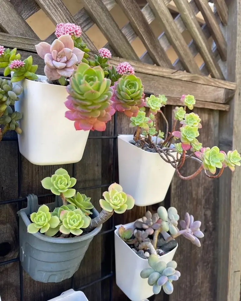 Vertical Succulent Garden