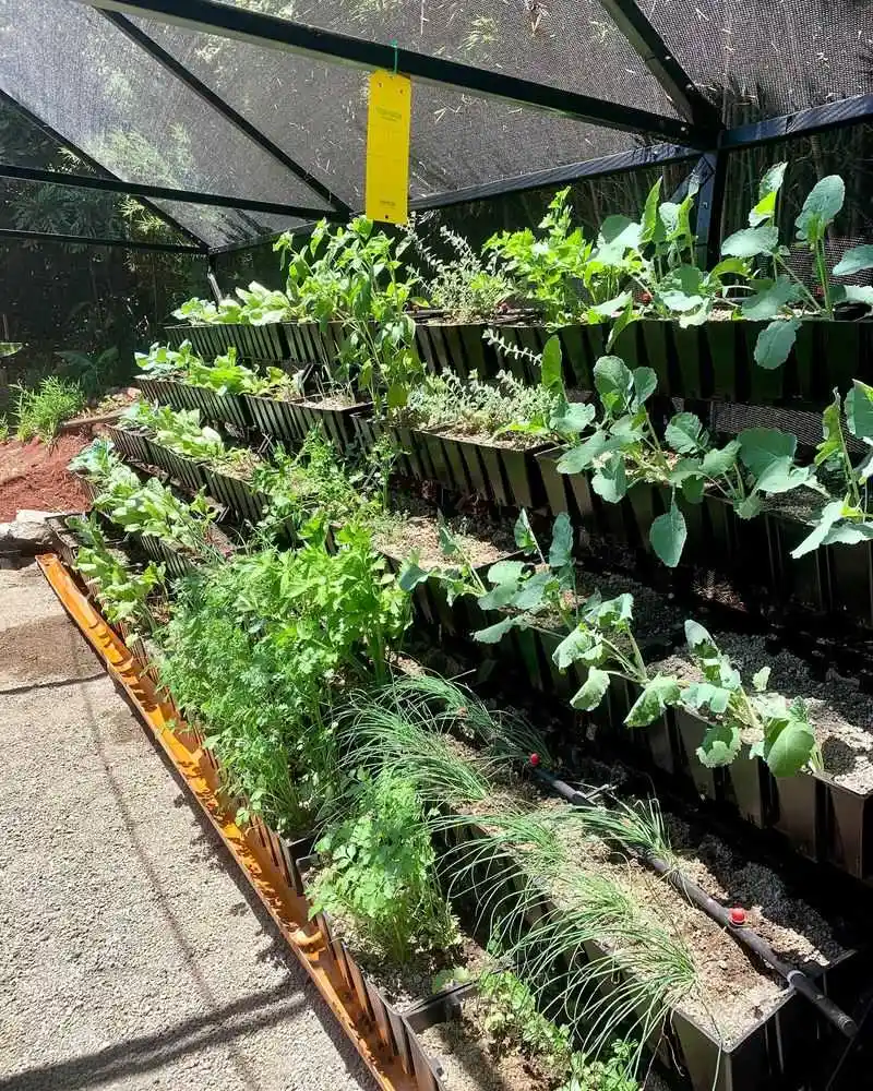 Vertical Vegetable Gardens