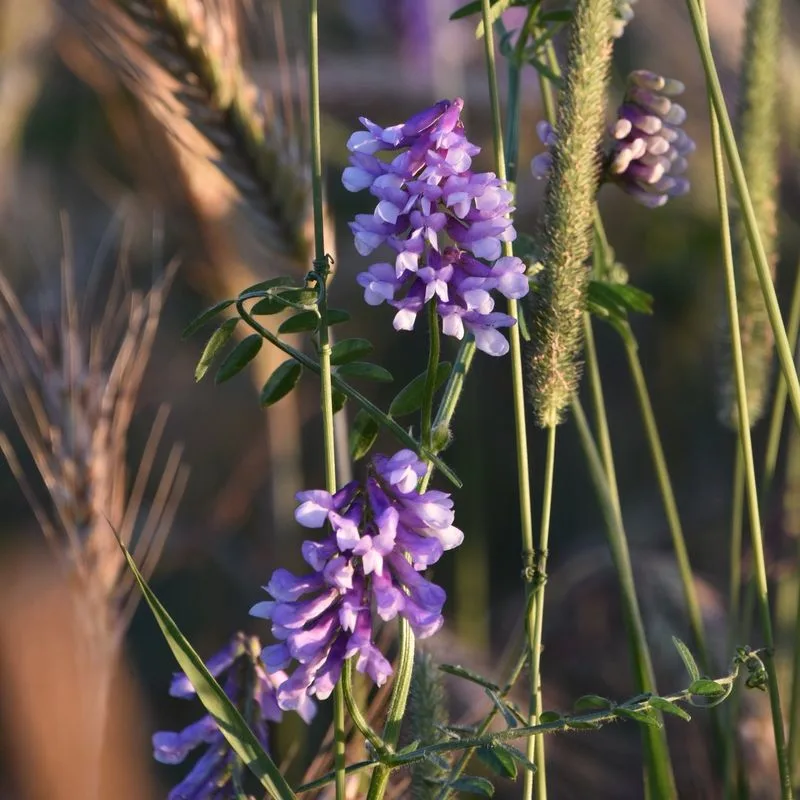 Vetch