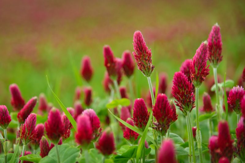 Clover