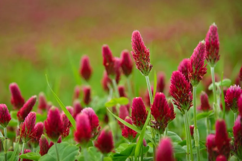 Clover