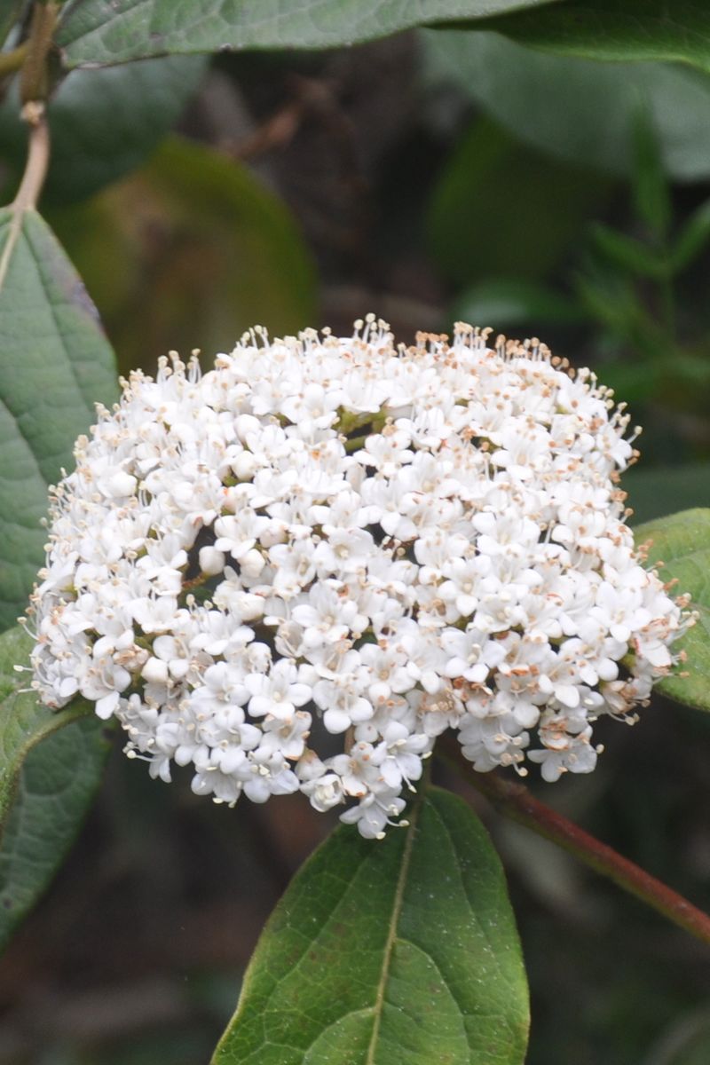 Viburnum (Viburnum spp.)