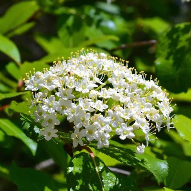 Viburnum