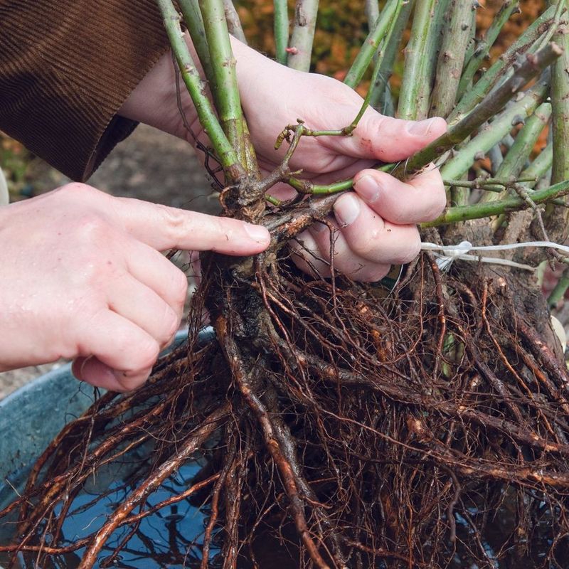 Vigorous Growth