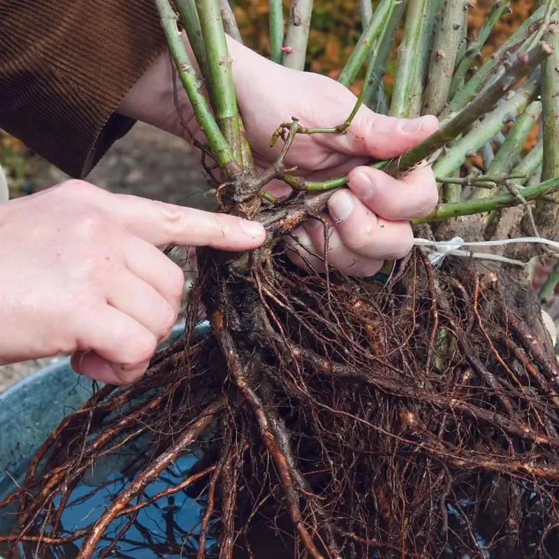 Vigorous Growth