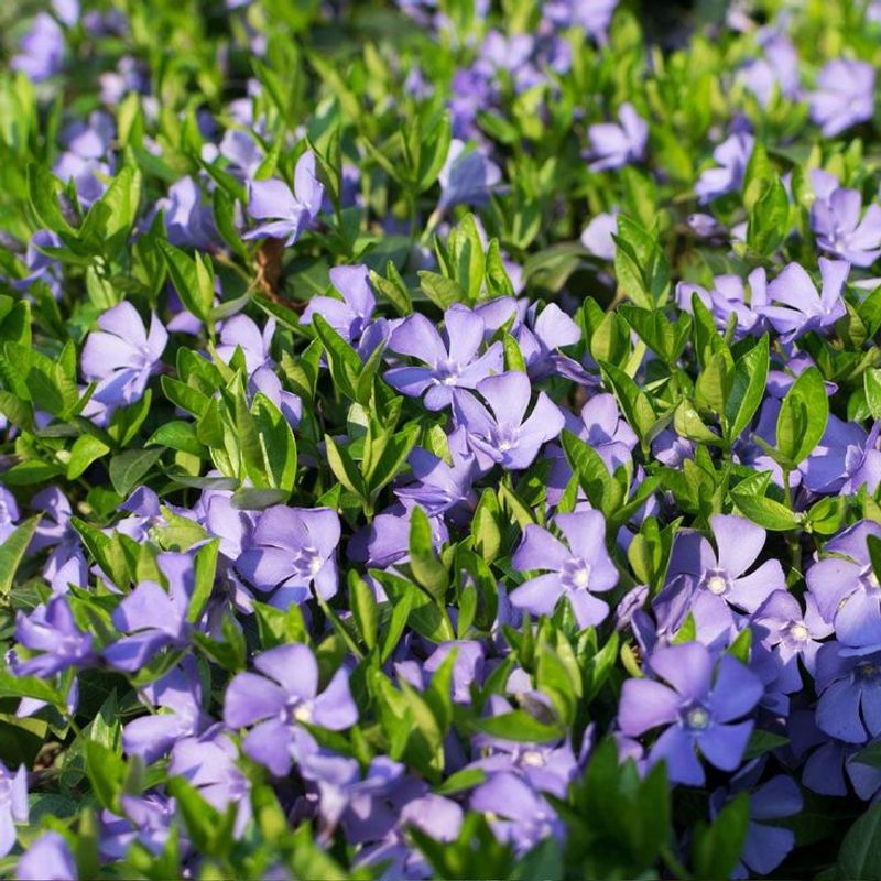 Vinca Minor