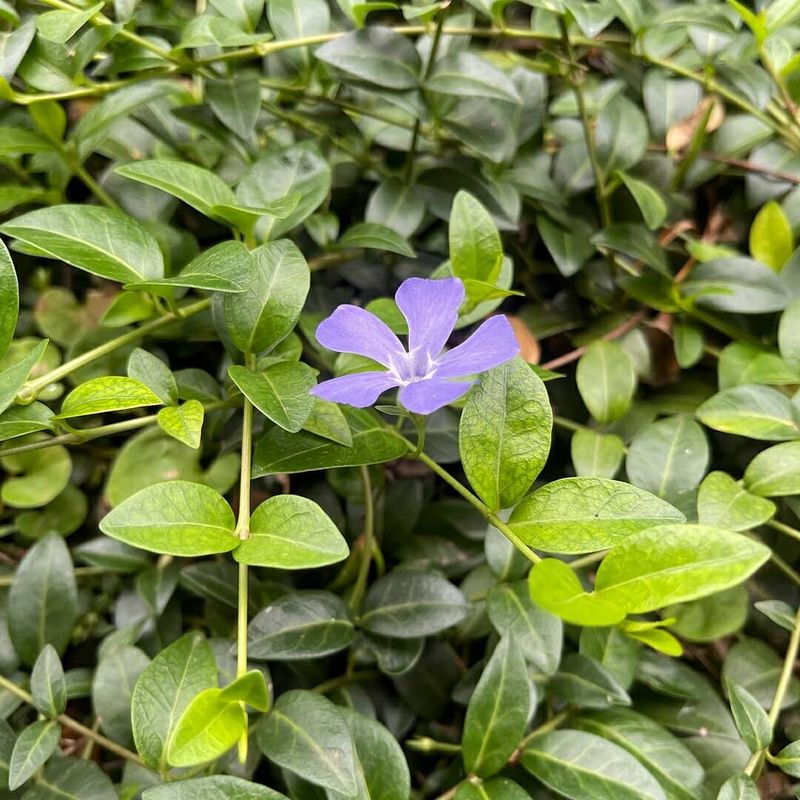 Vinca Minor