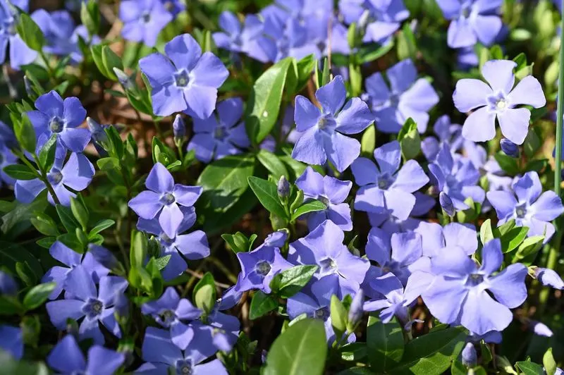 Vinca Minor