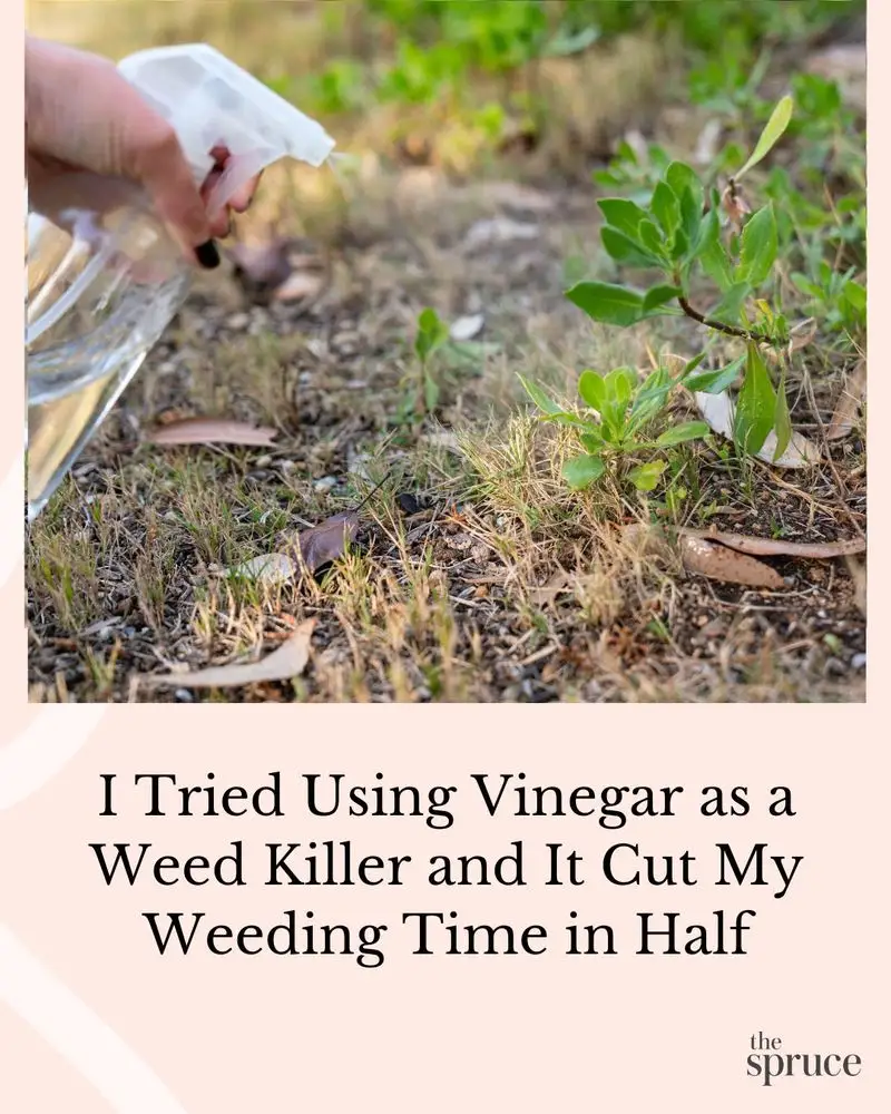 Vinegar Spray