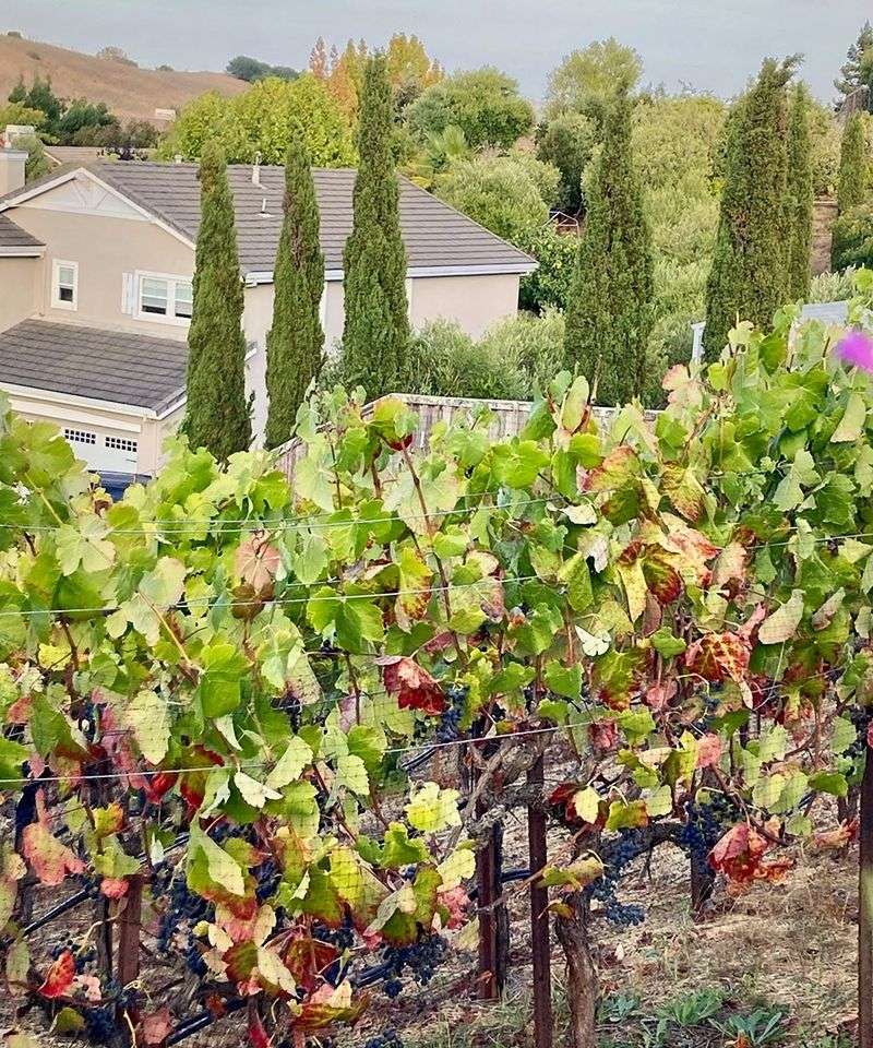 Vineyard Vibes