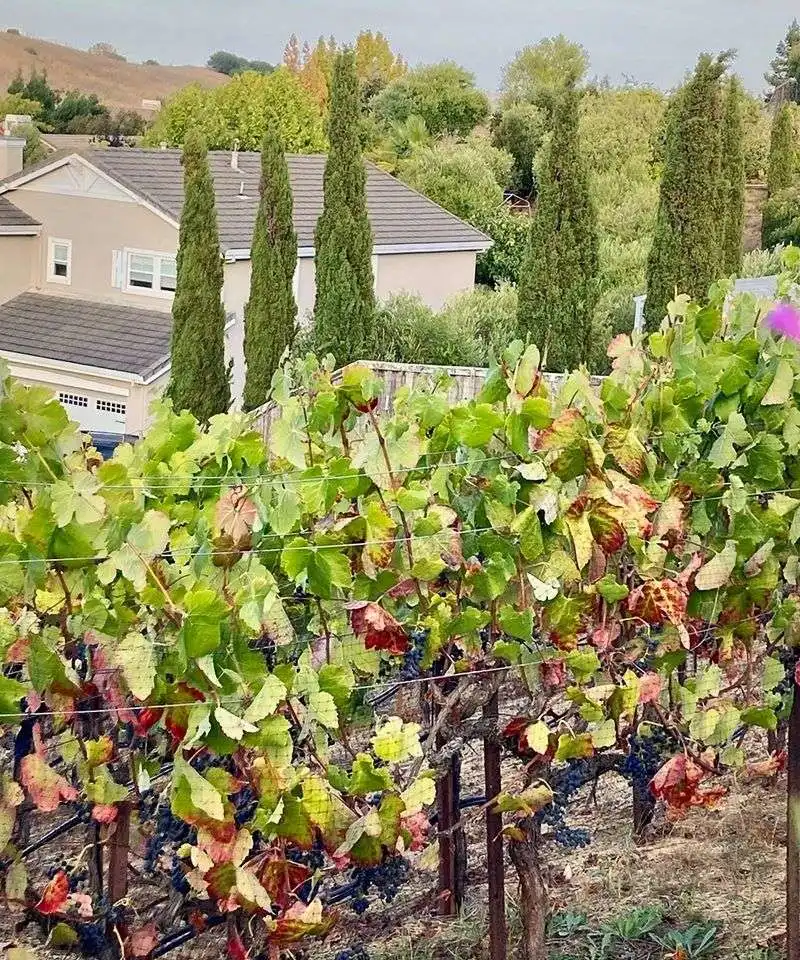 Vineyard Vibes