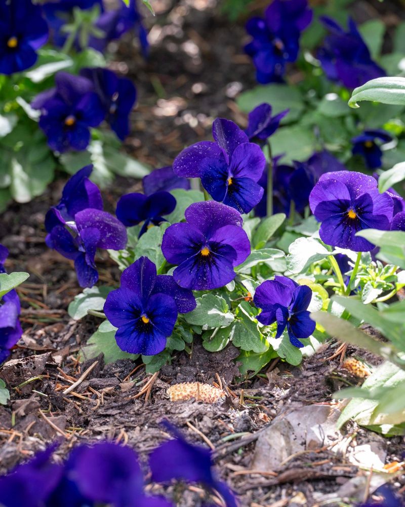 Viola