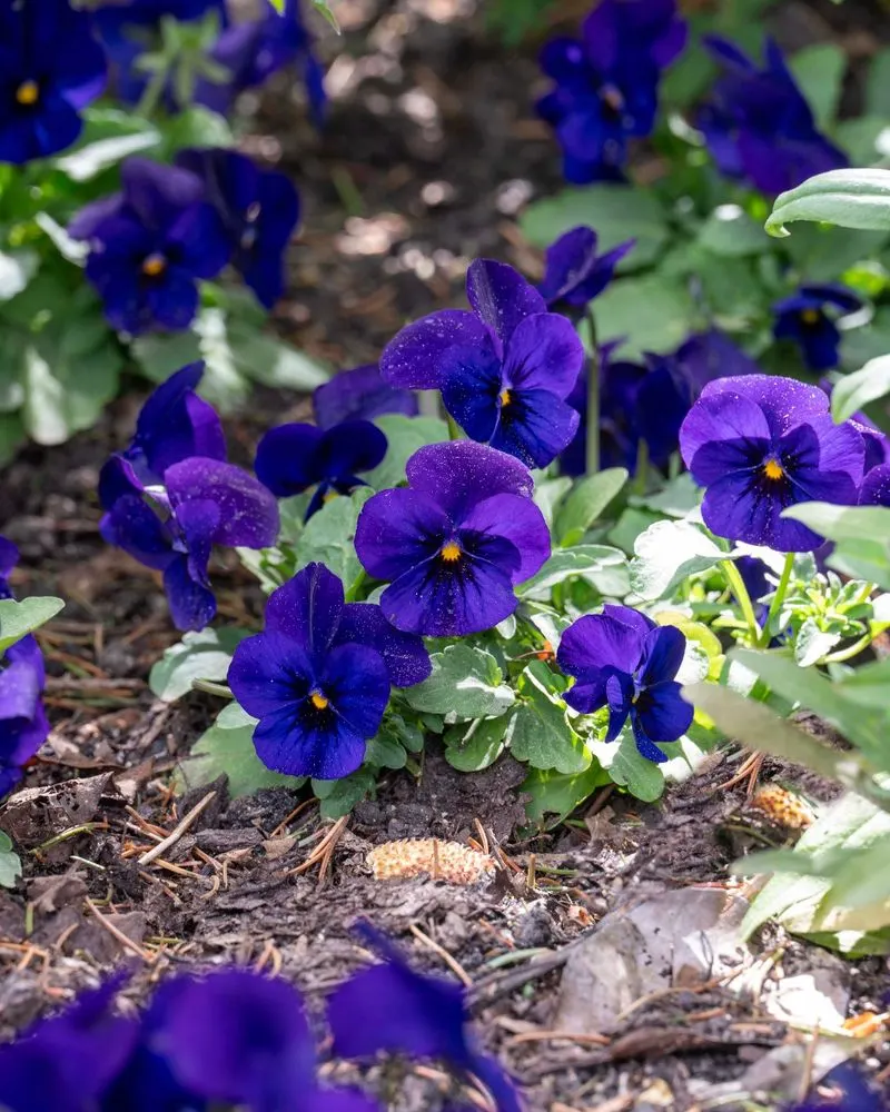 Viola