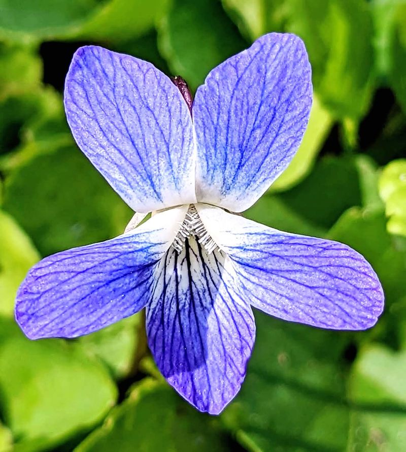 Viola