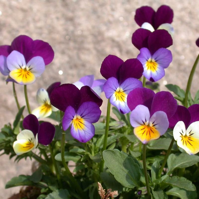 Viola Tricolor