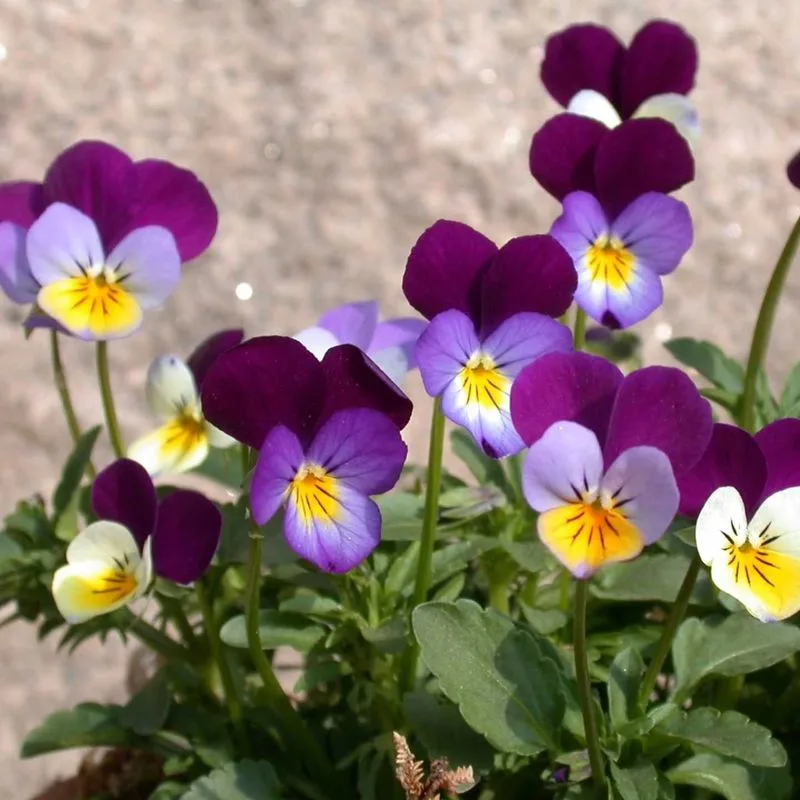 Viola Tricolor