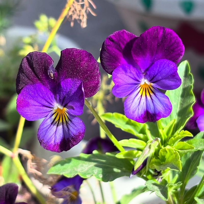 Viola
