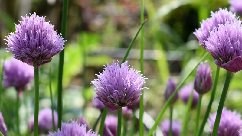 Chive Blossoms