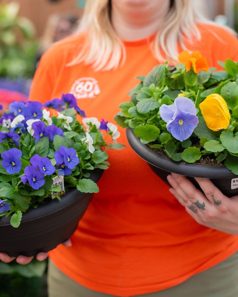 Violas