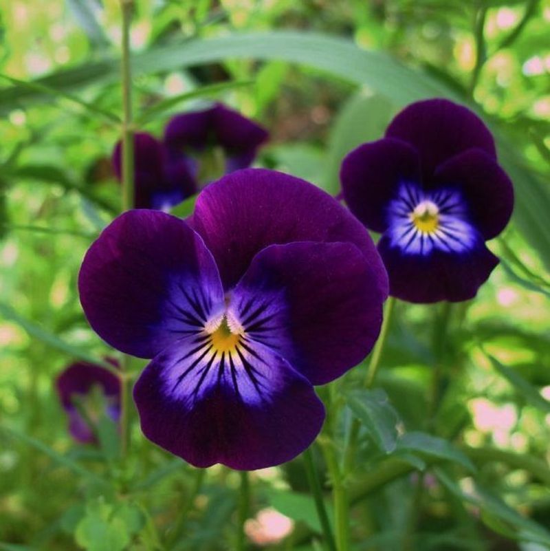 Violas