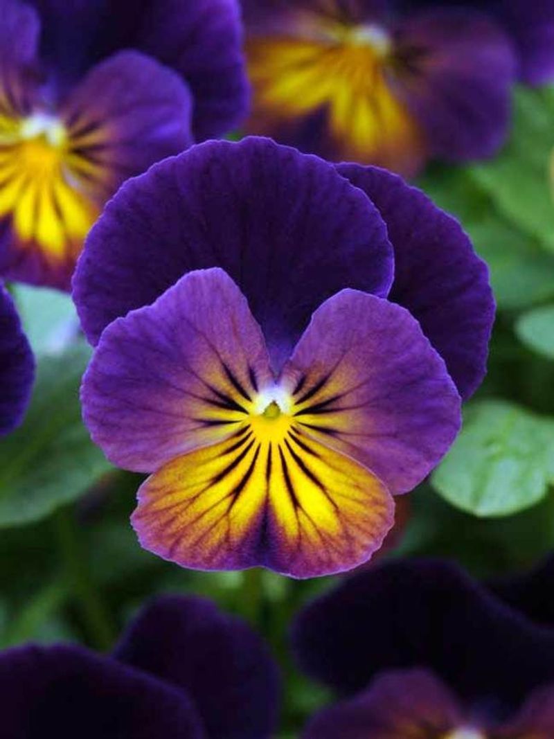 Violas