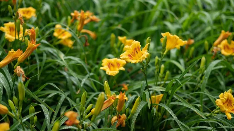 Daylily
