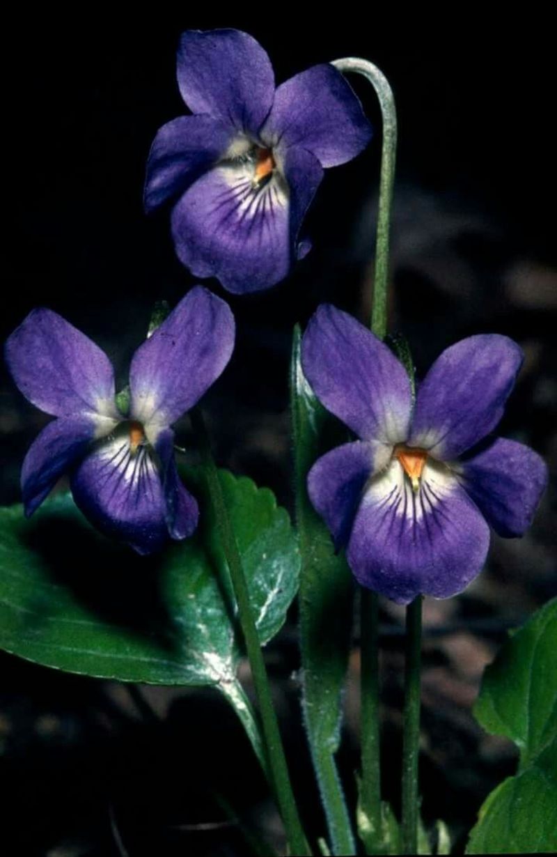 Violet