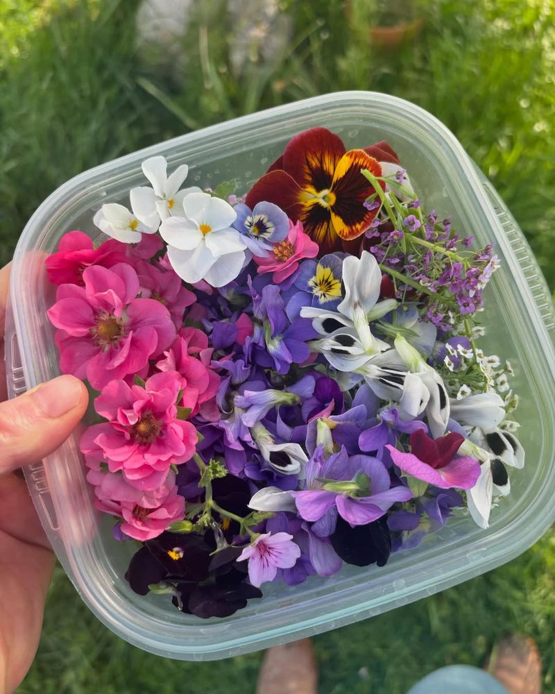 Violets