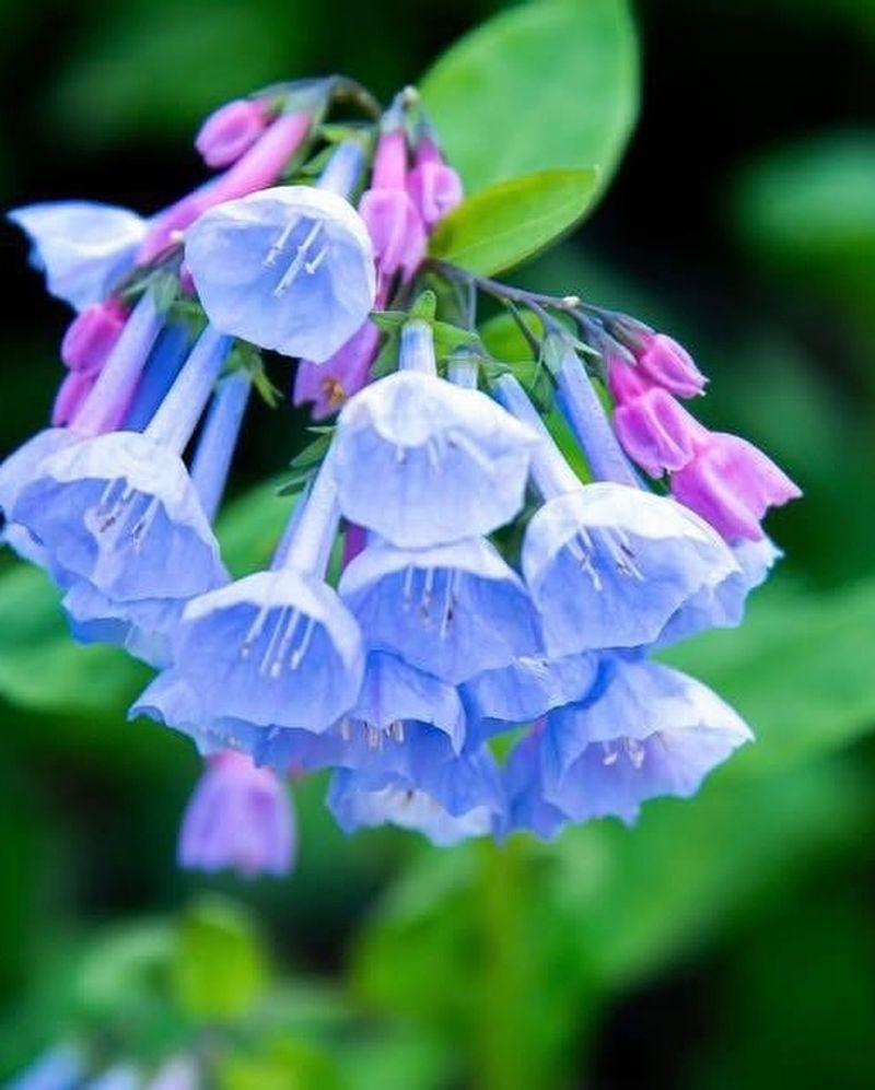 Virginia Bluebells