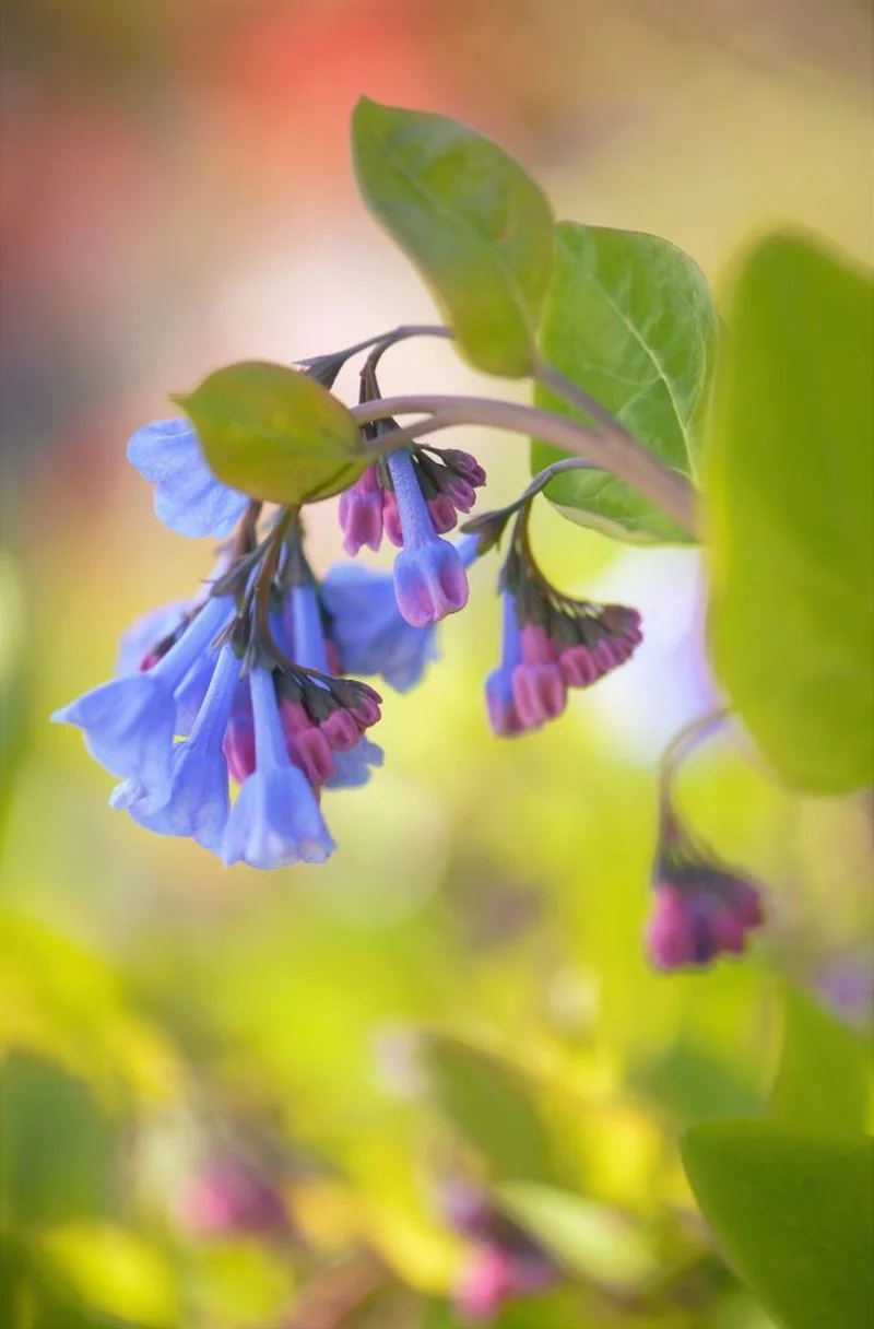 Virginia Bluebells