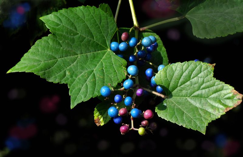 Porcelain Berry
