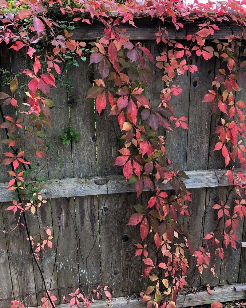 Virginia Creeper