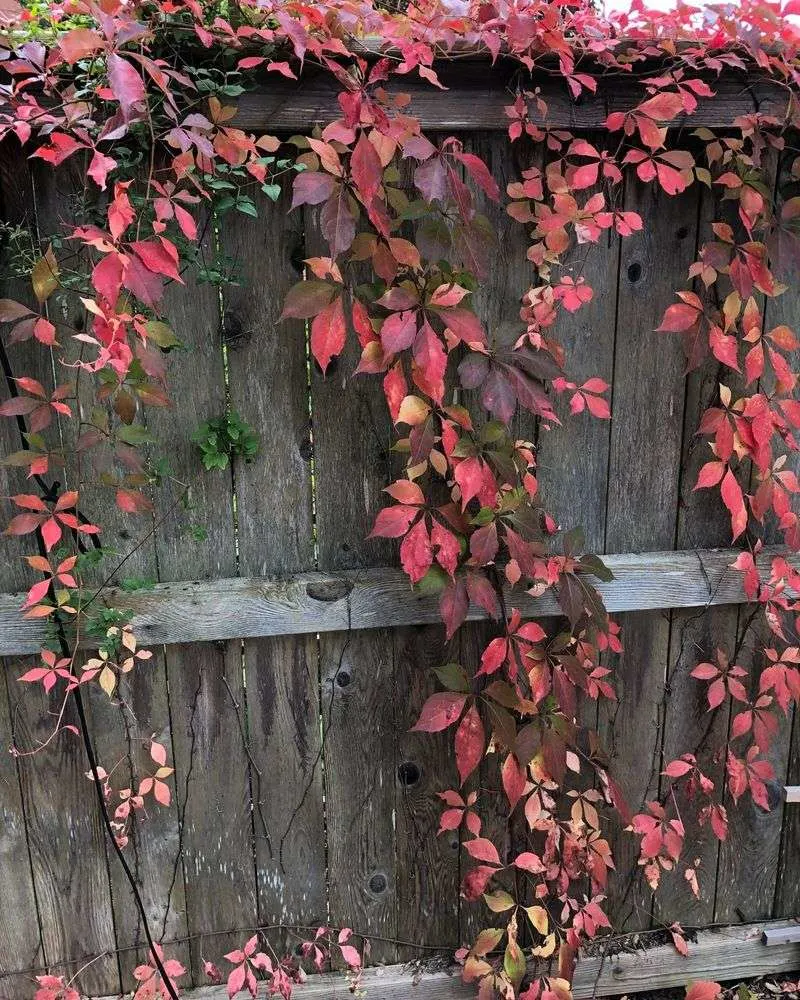 Virginia Creeper