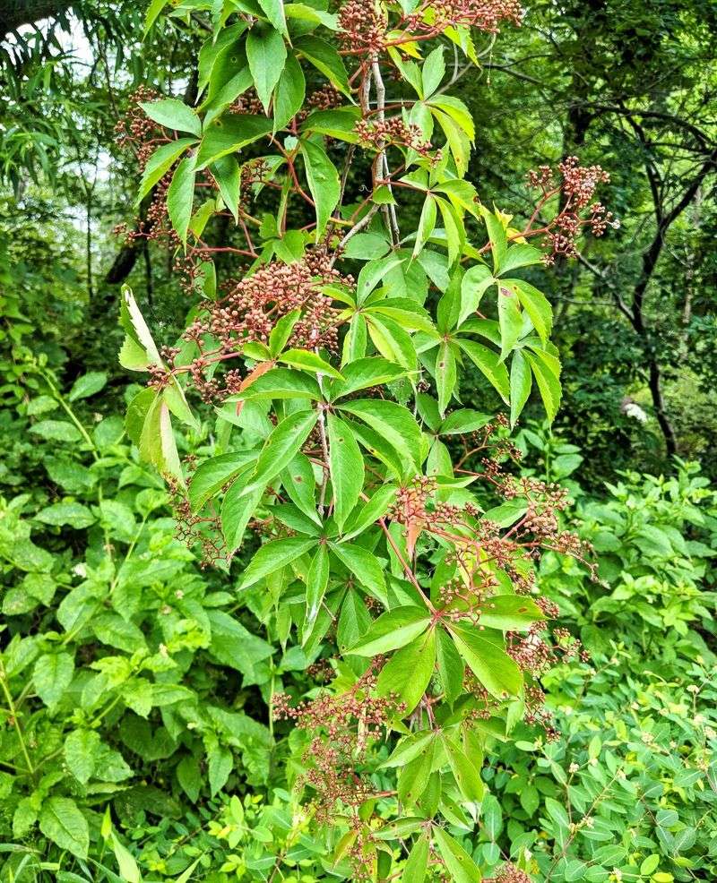 Virginia Creeper