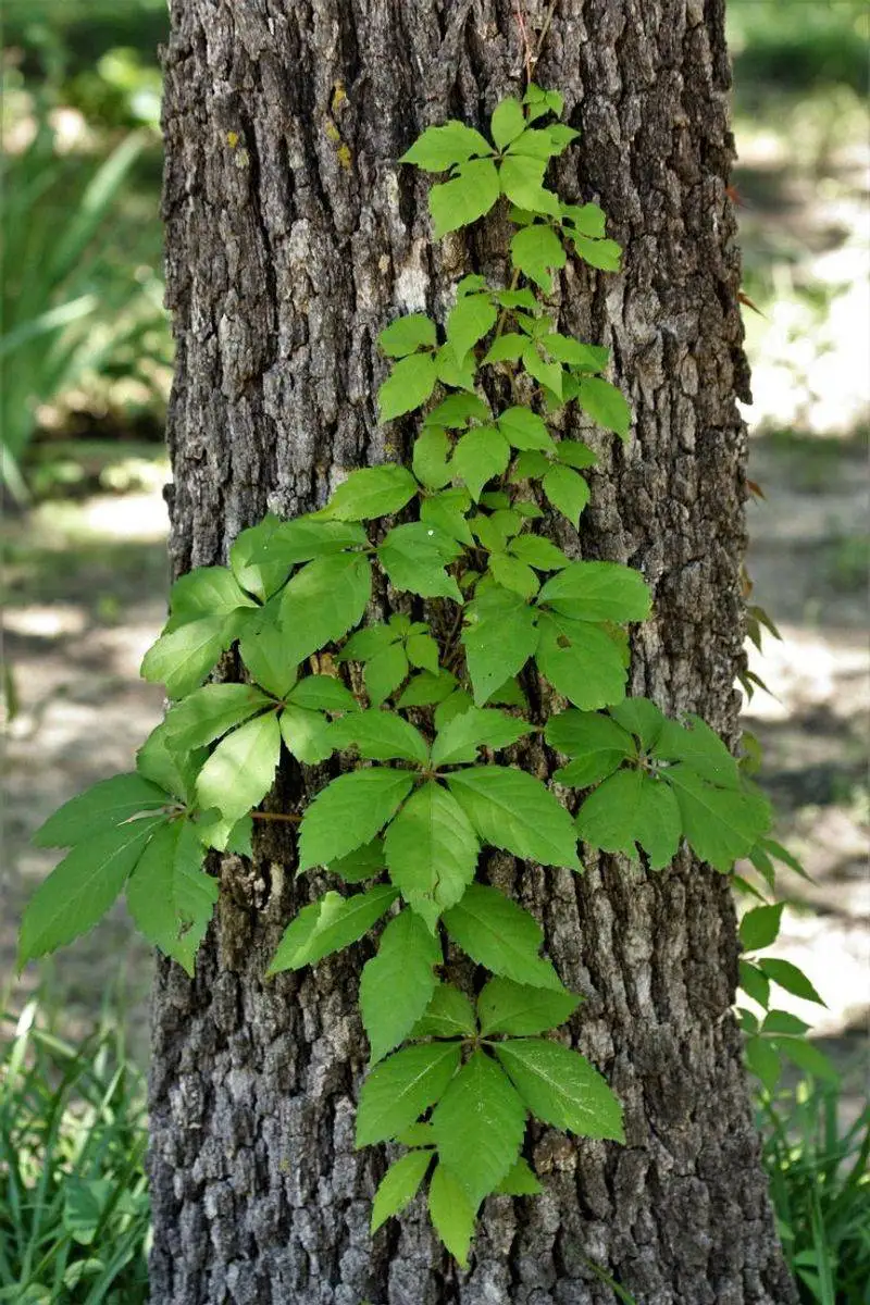 Virginia Creeper