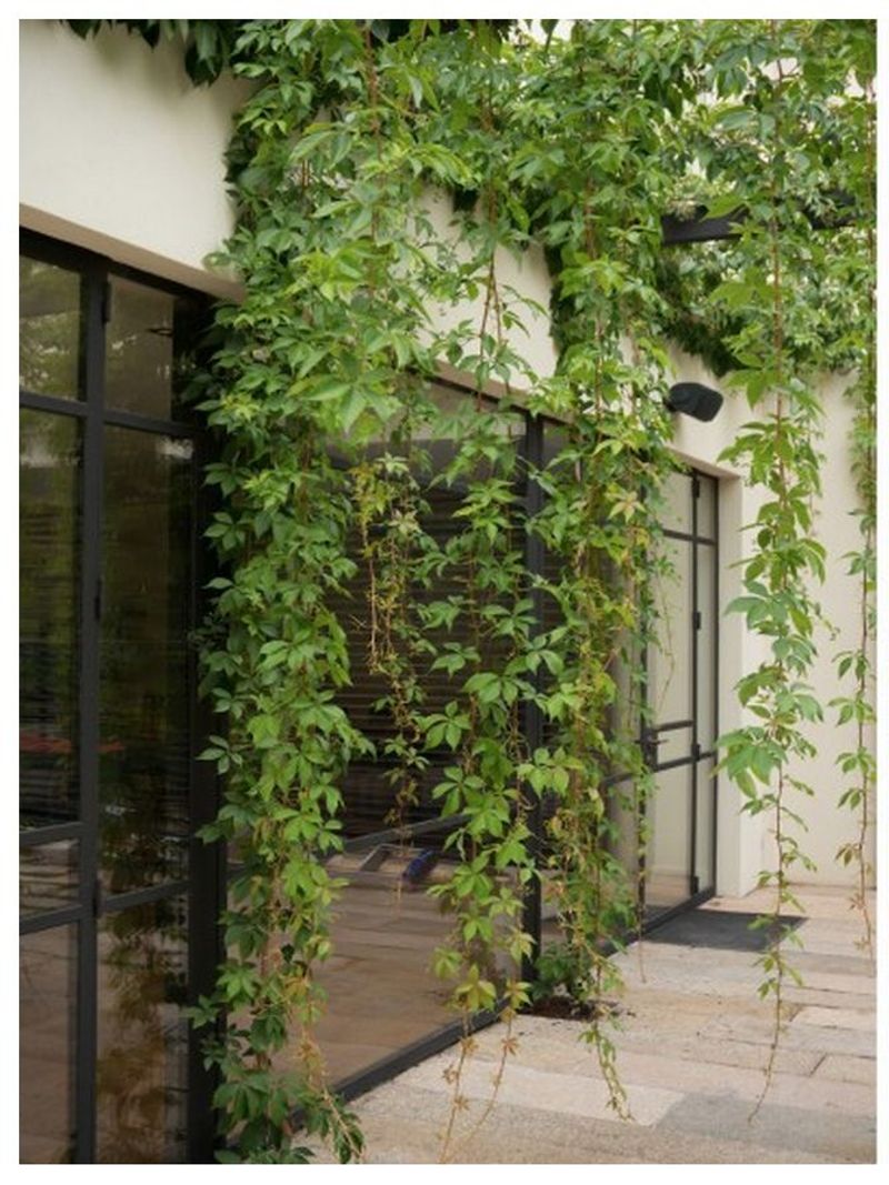 Virginia Creeper