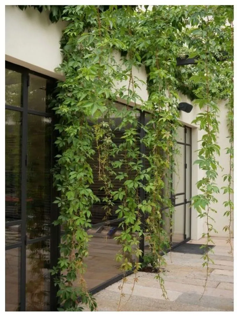 Virginia Creeper