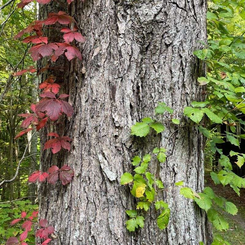 Virginia Creeper