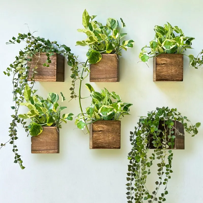 Wall-Mounted Plant Boxes