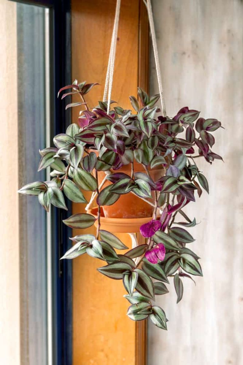 Wandering Jew