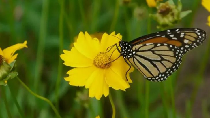 Want More Helpful Insects? Start with These 10 Native Flowers