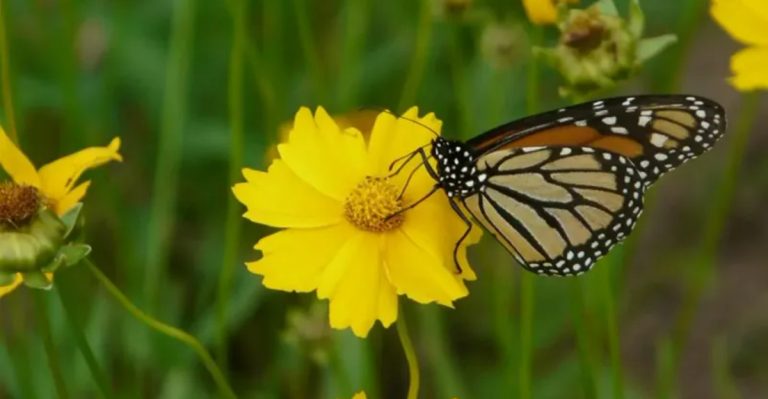 Want More Helpful Insects? Start with These 10 Native Flowers