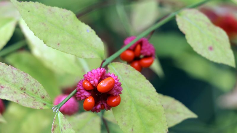 Wasteful: Invasive Plant Species