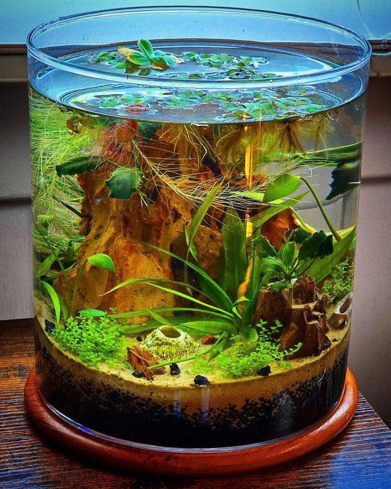 Water Garden Terrarium